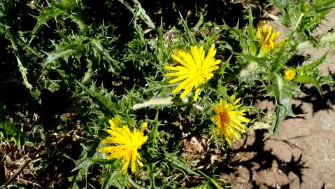 Fotografia da espécie Scolymus hispanicus