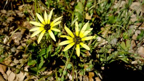 Fotografia da espécie Arctotheca calendula