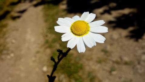 Fotografia da espécie Anacyclus clavatus