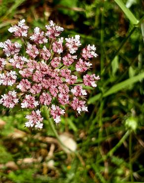 Fotografia 15 da espécie Daucus carota subesp. carota no Jardim Botânico UTAD