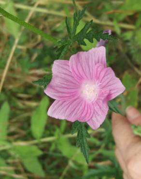 Fotografia 17 da espécie Malva tournefortiana no Jardim Botânico UTAD