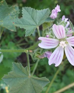 Fotografia 18 da espécie Malva sylvestris no Jardim Botânico UTAD