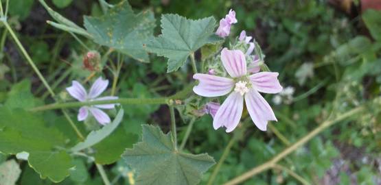 Fotografia da espécie Malva sylvestris