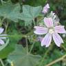 Fotografia 18 da espécie Malva sylvestris do Jardim Botânico UTAD