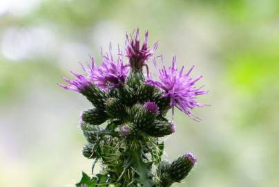 Fotografia da espécie Cirsium palustre