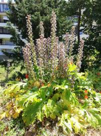 Fotografia da espécie Acanthus mollis