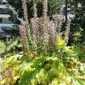 Fotografia 19 da espécie Acanthus mollis do Jardim Botânico UTAD