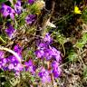 Fotografia 10 da espécie Campanula lusitanica subesp. lusitanica do Jardim Botânico UTAD