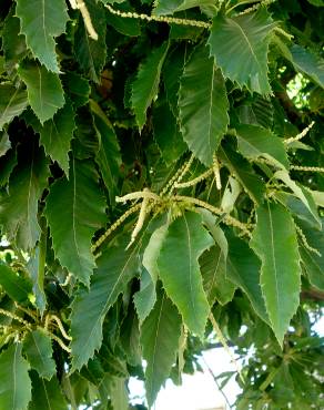 Fotografia 17 da espécie Castanea sativa no Jardim Botânico UTAD