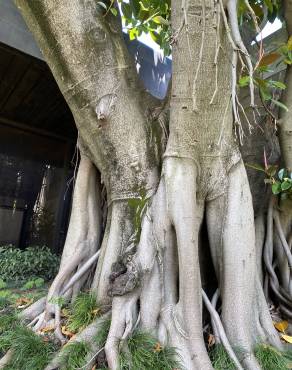 Fotografia 13 da espécie Magnolia grandiflora no Jardim Botânico UTAD