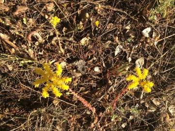 Fotografia da espécie Sedum forsterianum