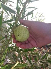 Fotografia da espécie Gomphocarpus physocarpus