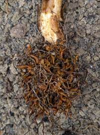 Fotografia da espécie Orobanche crenata