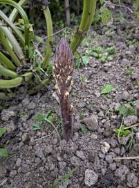 Fotografia da espécie Orobanche crenata