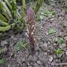 Fotografia 17 da espécie Orobanche crenata do Jardim Botânico UTAD