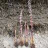 Fotografia 18 da espécie Orobanche crenata do Jardim Botânico UTAD