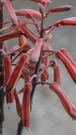 Fotografia da espécie Haworthia aristata