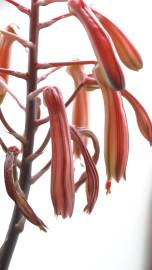 Fotografia da espécie Haworthia aristata
