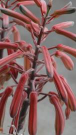 Fotografia da espécie Haworthia aristata