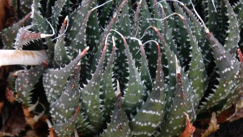 Fotografia da espécie Haworthia aristata