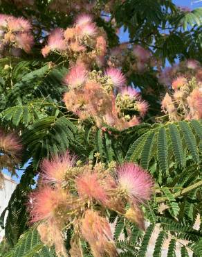 Fotografia 13 da espécie Albizia julibrissin no Jardim Botânico UTAD