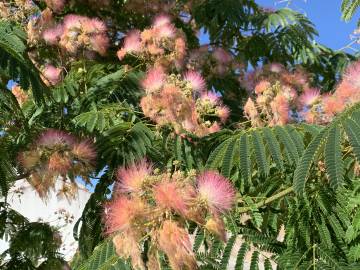 Fotografia da espécie Albizia julibrissin