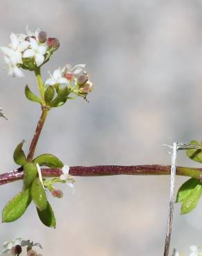 Fotografia 8 da espécie Galium saxatile no Jardim Botânico UTAD