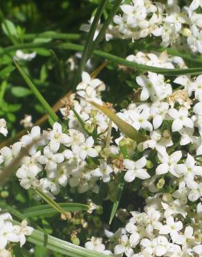 Fotografia 9 da espécie Galium saxatile no Jardim Botânico UTAD