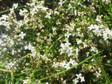 Fotografia da espécie Galium saxatile