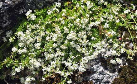 Fotografia da espécie Galium saxatile