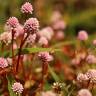 Fotografia 10 da espécie Polygonum capitatum do Jardim Botânico UTAD