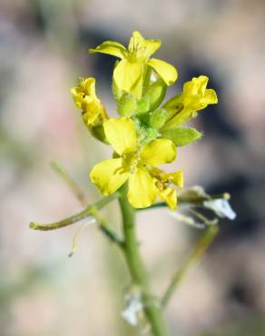 Fotografia 8 da espécie Sisymbrium orientale subesp. orientale no Jardim Botânico UTAD