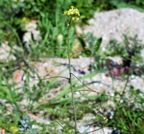 Fotografia da espécie Sisymbrium orientale subesp. orientale