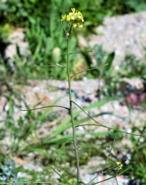 Fotografia 12 da espécie Sisymbrium orientale subesp. orientale no Jardim Botânico UTAD