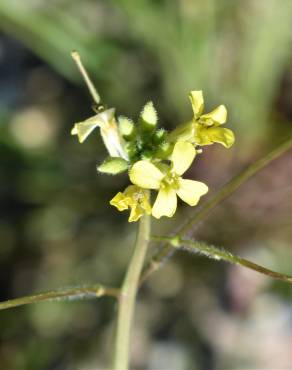 Fotografia 14 da espécie Sisymbrium orientale subesp. orientale no Jardim Botânico UTAD