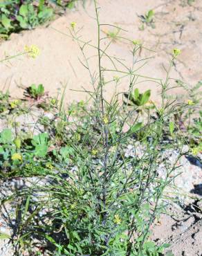 Fotografia 15 da espécie Sisymbrium orientale subesp. orientale no Jardim Botânico UTAD