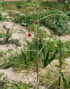 Fotografia 16 da espécie Sisymbrium orientale subesp. orientale no Jardim Botânico UTAD