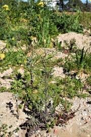 Fotografia da espécie Sisymbrium orientale subesp. orientale