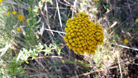 Fotografia da espécie Achillea ageratum