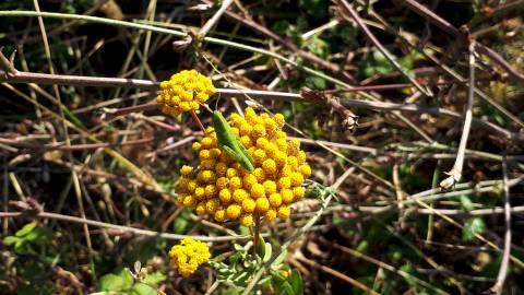 Fotografia da espécie Achillea ageratum