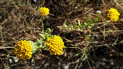 Fotografia da espécie Achillea ageratum