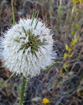 Fotografia 8 da espécie Dipsacus comosus no Jardim Botânico UTAD