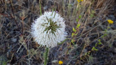 Fotografia da espécie Dipsacus comosus