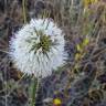 Fotografia 8 da espécie Dipsacus comosus do Jardim Botânico UTAD