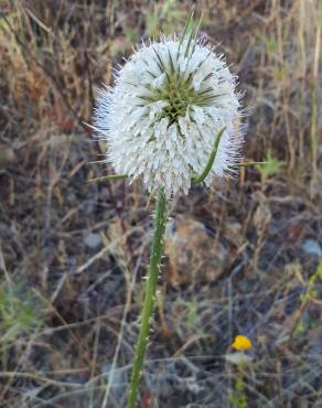 Fotografia 9 da espécie Dipsacus comosus no Jardim Botânico UTAD