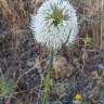 Fotografia 9 da espécie Dipsacus comosus do Jardim Botânico UTAD