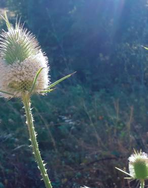 Fotografia 10 da espécie Dipsacus comosus no Jardim Botânico UTAD