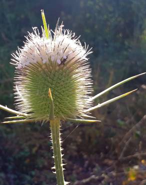 Fotografia 11 da espécie Dipsacus comosus no Jardim Botânico UTAD