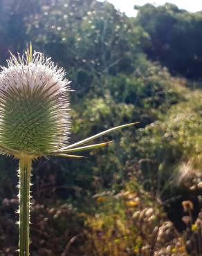 Fotografia 13 da espécie Dipsacus comosus no Jardim Botânico UTAD