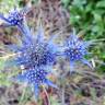 Fotografia 7 da espécie Eryngium dilatatum do Jardim Botânico UTAD